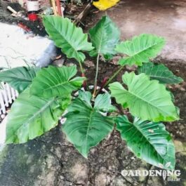 Philodendron Jungle Fever (JIFFY)