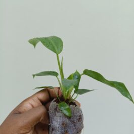 Philodendron Jungle Fever (JIFFY)