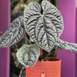 Anthurium Luxurians (JIFFY)