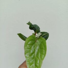 Anthurium Luxurians (JIFFY)