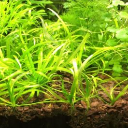 Echinodorus Tenellus Sp Broad Leaf green (6 plants)