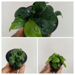 Anubias Combo 1 ( Nana, Nana gold and Nana petite)