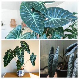Alocasia Combo ( scalprum, amazonica, pink dragon)