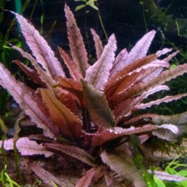 Jumbo sized TC cup- Cryptocoryne wendtii Pink (Tissue culture cup)