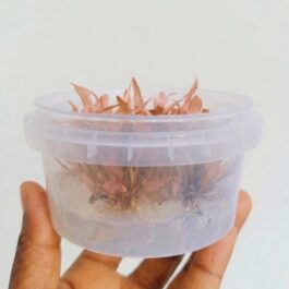 Jumbo sized TC cup- Cryptocoryne wendtii Pink (Tissue culture cup)