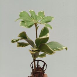 Pittosporum Variegated/Japanese cheese wood varigated