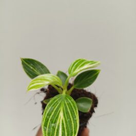 Philodendron Birkin GALAXY Compact ( small pot)