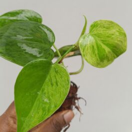 Philodendron Oxycardium  Marble