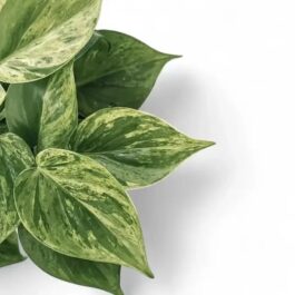 Philodendron Oxycardium  Marble