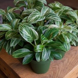 Philodendron Birkin GALAXY Compact ( small pot)