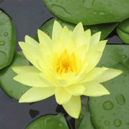 Yellow Waterlily/Nymphaea Mexicana