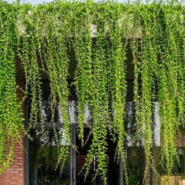 Curtain Creeper (Set of 3 stems)