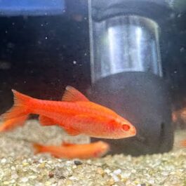 Cherry barb albino ( 4 pcs)