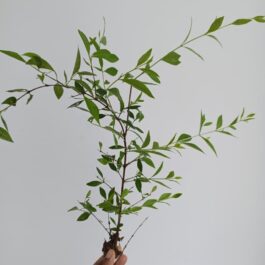 Henna plant (Mehandi Plant)- Size 15 to 20 CM