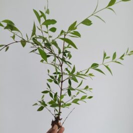 Henna plant (Mehandi Plant)- Size 15 to 20 CM