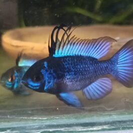 Exotic Blue knight Ram ( pair)