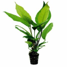 Anubias Heterophylla (large plant pot)
