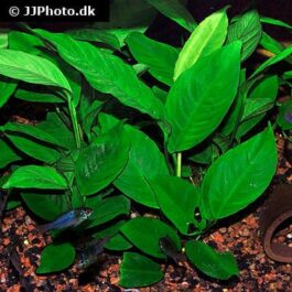 Anubias Heterophylla (large plant pot)