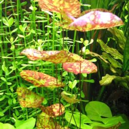 Tricolour lotus/ Nymphaea micrantha Gefleckt (single plant)