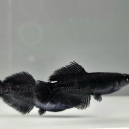 Black rice fish (5 pcs)