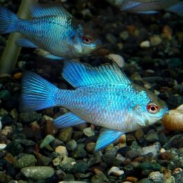 Exotic Blue knight Ram ( pair)