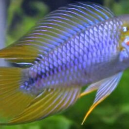 Apistogramma Borellii pair