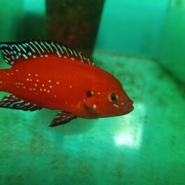 Turkana jewel cichlid pair