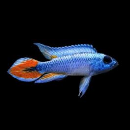 Apistogramma Agazizi Blue flame pair