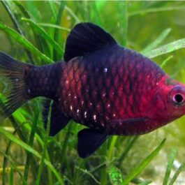 Black Ruby Barb (5 pcs)
