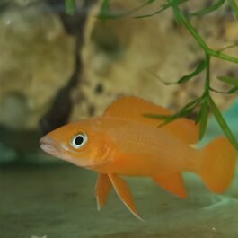 Yellow lelupi (4 pcs)