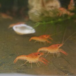 Crayfish mixed colours (10 pcs)
