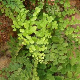 Common Maiden Hair (Single plant)