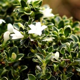 Snow Rose (Single plant)