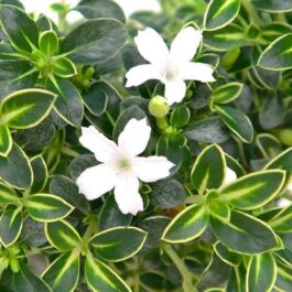 Snow Rose (Single plant)