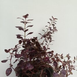 Alternanthera Little Ruby (7 stems)