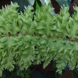 Roosevelt fern / Nephrolepis exaltata ‘Rooseveltii’ (single plant)