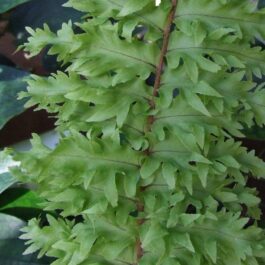Roosevelt fern / Nephrolepis exaltata ‘Rooseveltii’ (single plant)