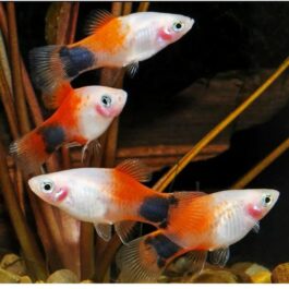 Red Top Mickey Mouse Platy (4 pcs)