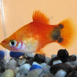 Red Top Mickey Mouse Platy (4 pcs)