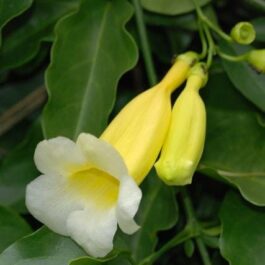 Yellow Bell flower Vine/Anemopaegma Creeper (Single plant)