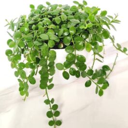 String of Nickels (on HUSK!!!!!!!)