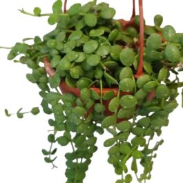 String of Nickels (on HUSK!!!!!!!)