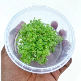 Jumbo sized TC cup- Hydrocotyle tripartita Honda Mini Variegated (Tissue Culture cup)