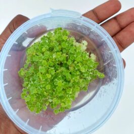 Jumbo sized TC cup- Hydrocotyle tripartita Honda Mini Variegated (Tissue Culture cup)