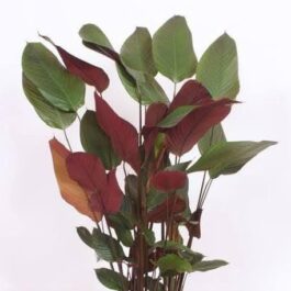 5 plants of Red Calathea Lutea
