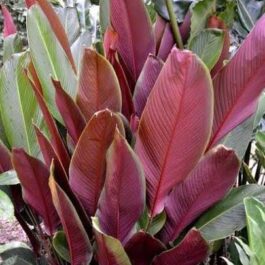 5 plants of Red Calathea Lutea