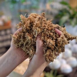 Dried Sphagnum Moss (100 grams)