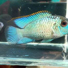 Electric blue acara (4 pcs)
