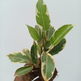 Ficus Safari (Small net pot)