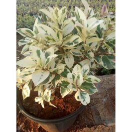 Ficus Safari (Small net pot)